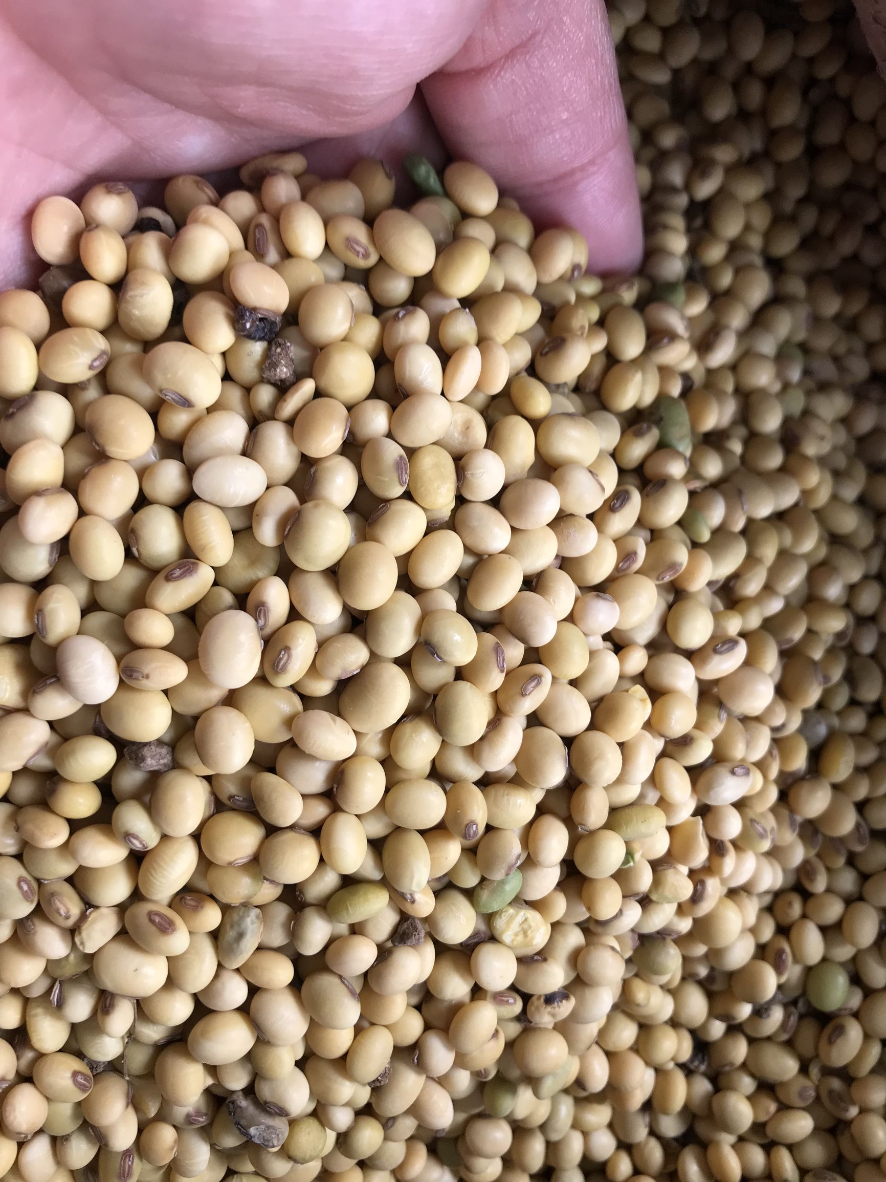 豆类品种(豆类品种大全)